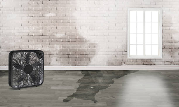 Best Carpet water damage restoration  in Emmett, ID